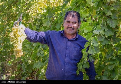 آغاز برداشت انگور از باغات ارومیه