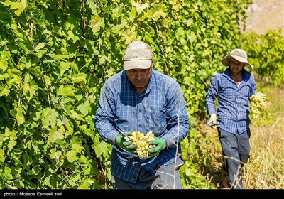 آغاز برداشت انگور از باغات ارومیه