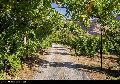 آغاز برداشت انگور از باغات ارومیه