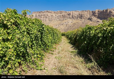 آغاز برداشت انگور از باغات ارومیه