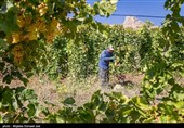 نخستین طرح گردشگری کشاورزی آذربایجان‌شرقی در &quot;اهر&quot; افتتاح می‌شود