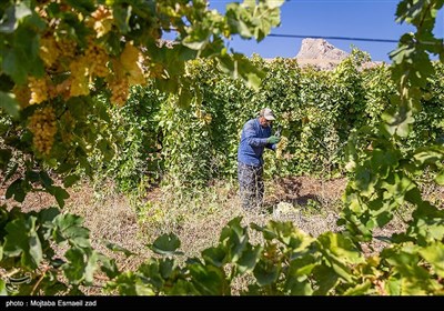 آغاز برداشت انگور از باغات ارومیه