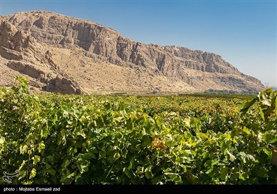 آغاز برداشت انگور از باغات ارومیه