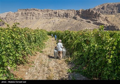 آغاز برداشت انگور از باغات ارومیه