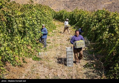 آغاز برداشت انگور از باغات ارومیه