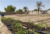 مورینگا، درختی برای جلوگیری از فرسایش خاک قشم که ارزش افزوده به ساکنان هدیه میدهد
