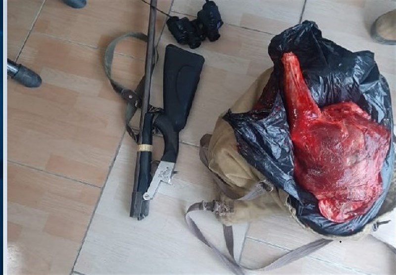 دستگیری شکارچی غیرمجاز و کشف لاشه کَل وحشی در شرق تهران