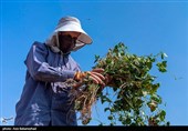 برداشت 23000 تن حبوبات از مزارع استان چهارمحال و بختیاری