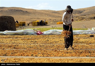 برداشت انگور و استحصال کشمش در تاکستانهای ملایر