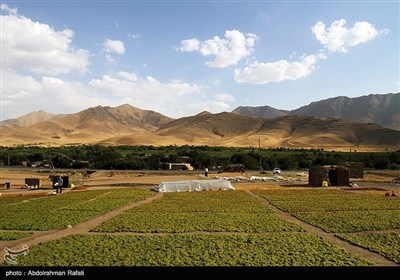 برداشت انگور و استحصال کشمش در تاکستانهای ملایر