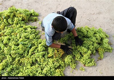 برداشت انگور و استحصال کشمش در تاکستانهای ملایر