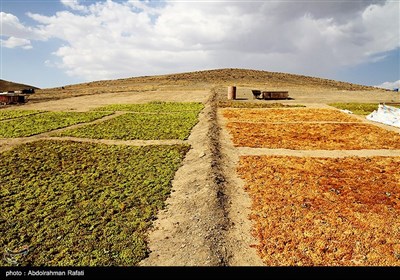 برداشت انگور و استحصال کشمش در تاکستانهای ملایر