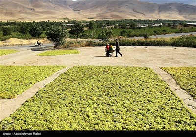 برداشت انگور و استحصال کشمش در تاکستانهای ملایر