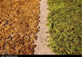 بحران در فروش محصولات کشاورزان ایران ـ 1| مصائب این روزهای تاکداران خراسان شمالی/ کشمش روی دست کشاورز می‌ماند سودش به جیب دلال می‌رود