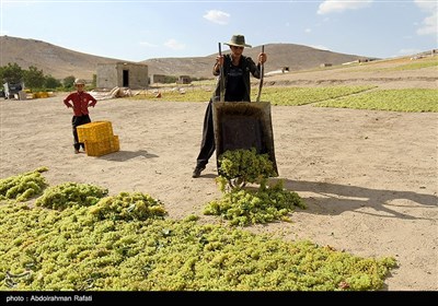 برداشت انگور و استحصال کشمش در تاکستانهای ملایر