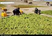 خرید توافقی کشمش از کشاورزان به قیمت هرکیلوگرم 14 تا 20 هزار تومان آغاز شد