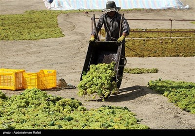 برداشت انگور و استحصال کشمش در تاکستانهای ملایر