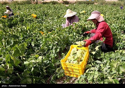 برداشت انگور و استحصال کشمش در تاکستانهای ملایر