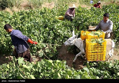 برداشت انگور و استحصال کشمش در تاکستانهای ملایر