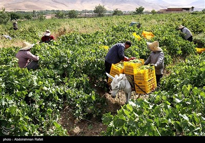 برداشت انگور و استحصال کشمش در تاکستانهای ملایر