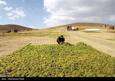 برداشت انگور و استحصال کشمش در تاکستانهای ملایر