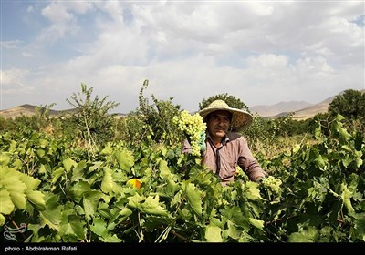 برداشت انگور و استحصال کشمش در تاکستانهای ملایر