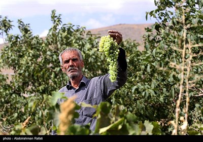 برداشت انگور و استحصال کشمش در تاکستانهای ملایر