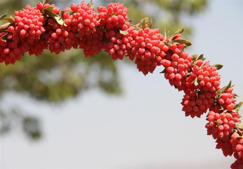 درخواست زرشک‌کاران خراسان جنوبی از وزیر جهاد کشاورزی: یاقوت کویر روی سر شاخه‌های بی‌تدبیری است