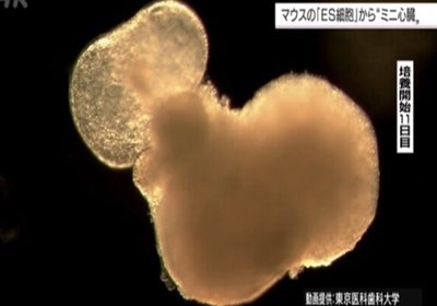  محققان ژاپنی مینی قلب ساختند 
