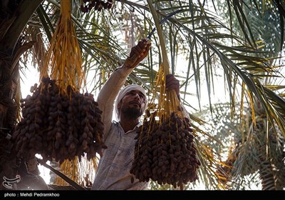 برداشت خرما در غزاویه کارون