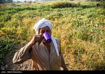 برداشت خرما در غزاویه کارون