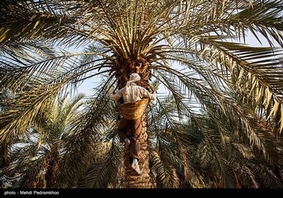 برداشت خرما در غزاویه کارون