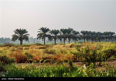 برداشت خرما در غزاویه کارون