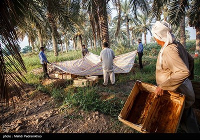 برداشت خرما در غزاویه کارون