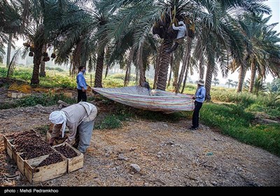 برداشت خرما در غزاویه کارون