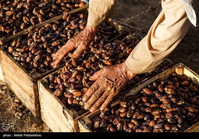 برداشت خرما در غزاویه کارون