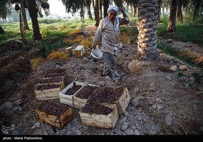 برداشت خرما در غزاویه کارون