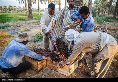 برداشت خرما در غزاویه کارون