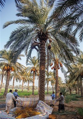 برداشت خرما در غزاویه کارون