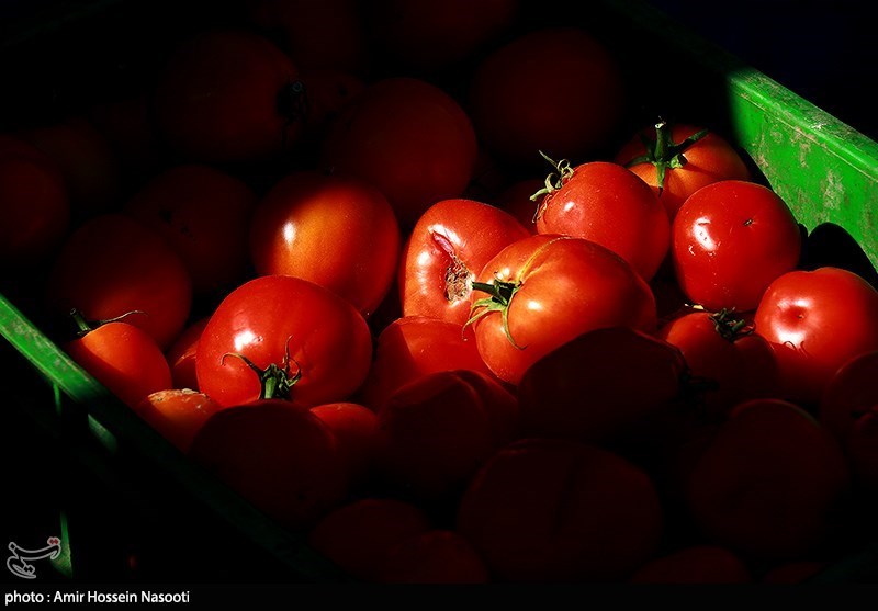 خوزستان| 6500تن گوجه‌فرنگی دزفول به ارزش 2میلیاردتومان خریداری شد