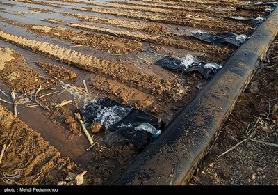 عملیات کشت نی در شرکت توسعه نیشکر خوزستان