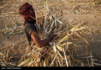 عملیات کشت نی در شرکت توسعه نیشکر خوزستان