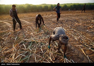 عملیات کشت نی در شرکت توسعه نیشکر خوزستان