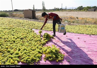 برداشت انگور از باغات شهرستان تاکستان