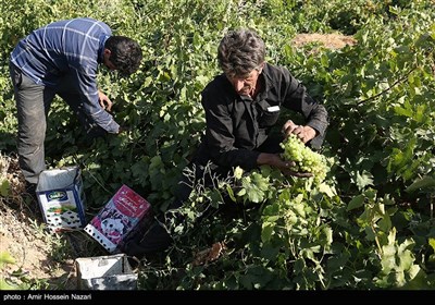 برداشت انگور از باغات شهرستان تاکستان