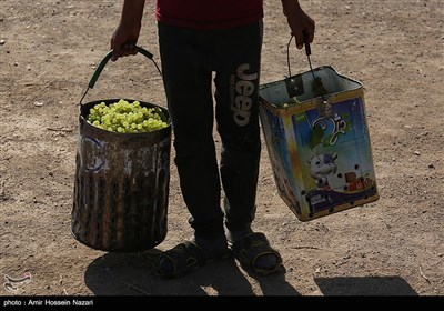 برداشت انگور از باغات شهرستان تاکستان