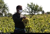 سایه سنگین دلالان بر باغستان‌های انگور تاکستان / وقتی دسترنج سالانه باغدار به قیمت ناچیز خریداری می‌شود + فیلم
