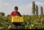 «معجزه آبخیزداری»| جهش تولید با آبخیزداری و آبخوانداری/ آخرین یافته های تحقیقاتی در این باره چیست؟