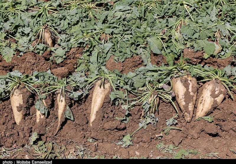 برداشت چغندر پاییزه در مناطق گرمسیری استان کرمانشاه آغاز شد/ تأکید کارشناسان به کشت گیاه سورگوم با توجه به خشکسالی‌ها