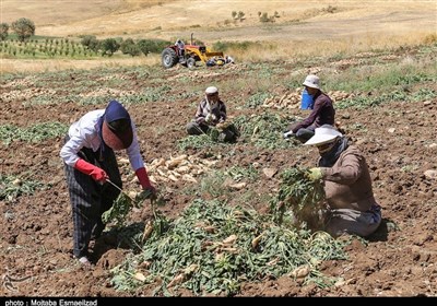 پیش‌بینی برداشت 95 هزار تن چغندر قند در چهارمحال و بختیاری